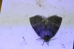 Ochropacha duplaris