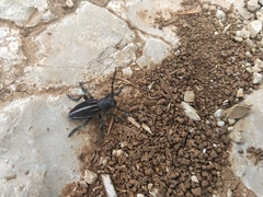 Dorcadion fuliginator