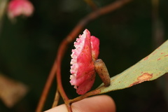 Apiomorpha rosaeformis