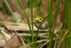 Hyla intermedia perrini