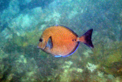 Prionurus maculatus