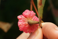 Apiomorpha rosaeformis