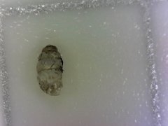 Gastrocopta pilsbryana