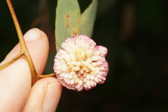 Apiomorpha rosaeformis