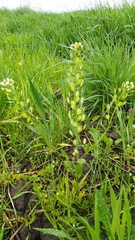Thlaspi arvense