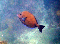 Prionurus maculatus