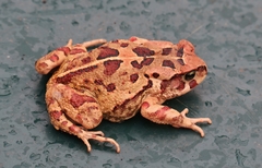 Sclerophrys pardalis
