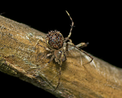 Australomimetus spinosus