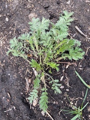 Potentilla chalchorum
