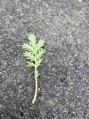 Potentilla chalchorum