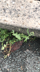 Matricaria discoidea