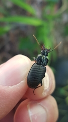 Pterostichus micans