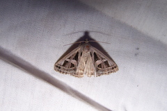 Callistege intercalaris