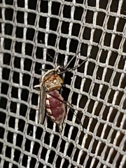 Aedes atlanticus