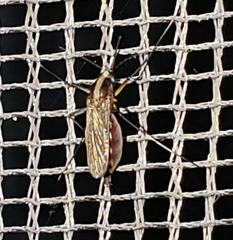 Aedes atlanticus