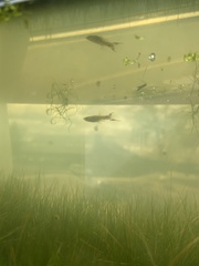 Notemigonus crysoleucas