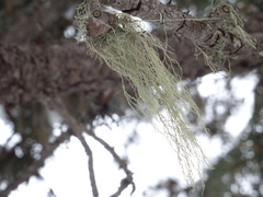 Usnea barbata