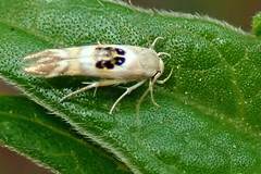 Hieromantis