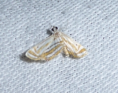 Parapoynx villidalis