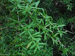 Berberis gagnepainii