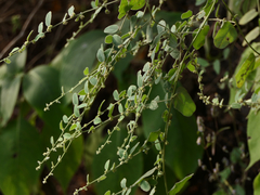 Cocculus hirsutus