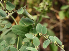 Cocculus hirsutus