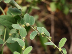 Cocculus hirsutus