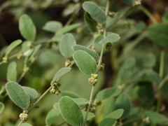 Cocculus hirsutus