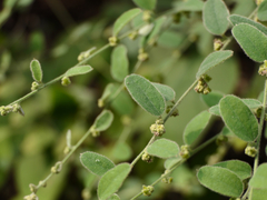 Cocculus hirsutus