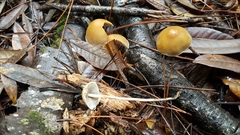 Hypholoma marginatum