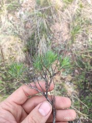 Artemisia salsoloides