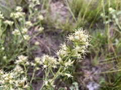 Baccharis flabellata