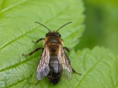 Andrena scotica