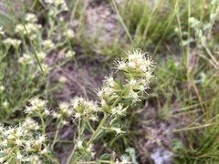 Baccharis flabellata