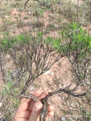 Artemisia salsoloides