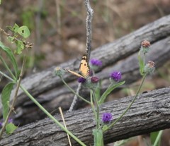 Colotis calais calais
