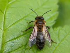 Andrena scotica