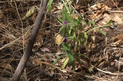 Colotis calais calais