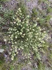 Baccharis flabellata