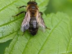 Andrena scotica