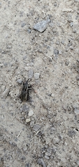 Sphenophorus australis