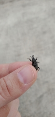 Sphenophorus australis