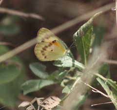 Colotis calais calais