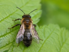 Andrena scotica