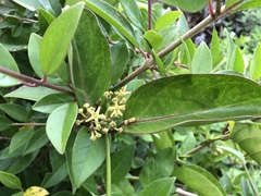 Parsonsia alboflavescens