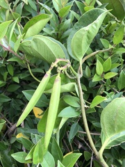 Parsonsia alboflavescens