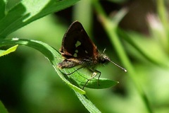Piruna polingii