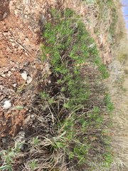 Artemisia salsoloides