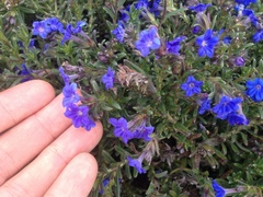 Glandora diffusa