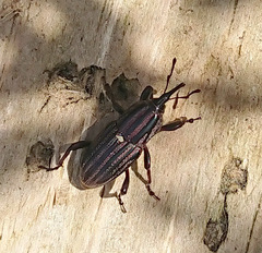 Sphenophorus costipennis